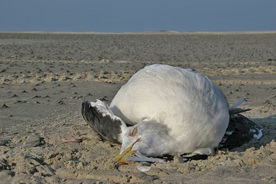 BUITEN BEELD Foto: 18871