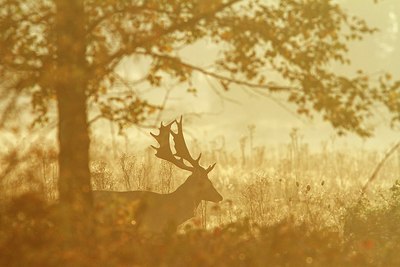 BUITEN BEELD Foto: 189302