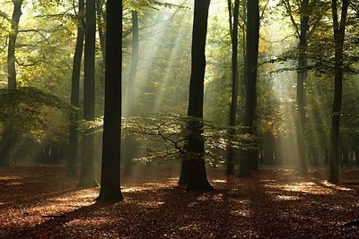 BUITEN BEELD Foto: 189325