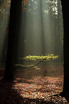 BUITEN BEELD Foto: 189330