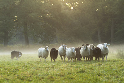 BUITEN BEELD Foto: 189470