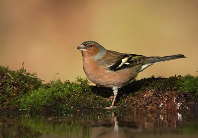 BUITEN BEELD Foto: 189559