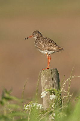 BUITEN BEELD Foto: 189739