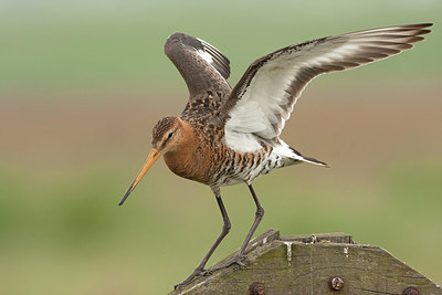 BUITEN BEELD Foto: 190022