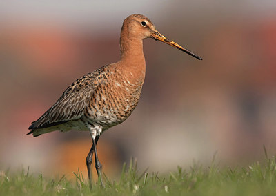 BUITEN BEELD Foto: 190024