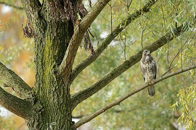 BUITEN BEELD Foto: 190031