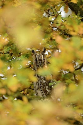 BUITEN BEELD Foto: 190111