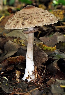BUITEN BEELD Foto: 190116