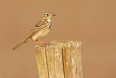 BUITEN BEELD Foto: 190128