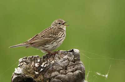 BUITEN BEELD Foto: 190131