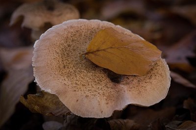 BUITEN BEELD Foto: 190237