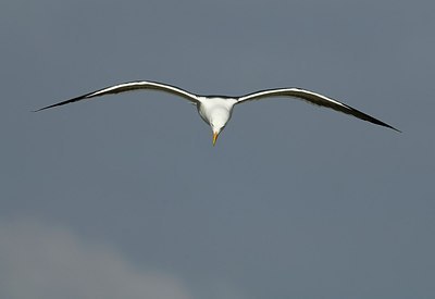 BUITEN BEELD Foto: 190340
