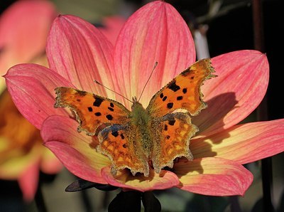 BUITEN BEELD Foto: 190346