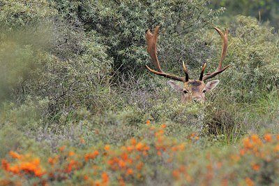 BUITEN BEELD Foto: 190364