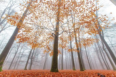 BUITEN BEELD Foto: 190399