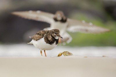 BUITEN BEELD Foto: 190567