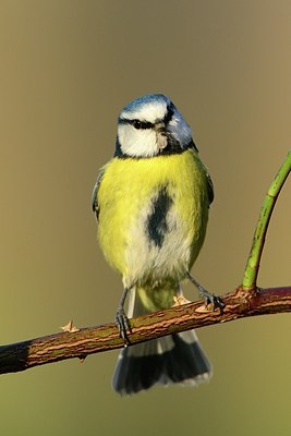 BUITEN BEELD Foto: 190584