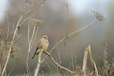 BUITEN BEELD Foto: 190585