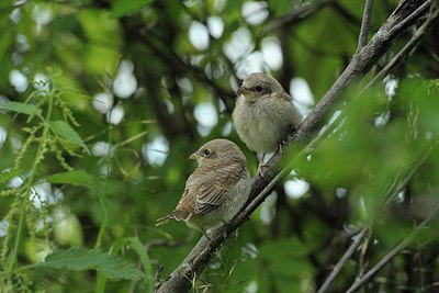 BUITEN BEELD Foto: 190652
