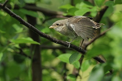 BUITEN BEELD Foto: 190653