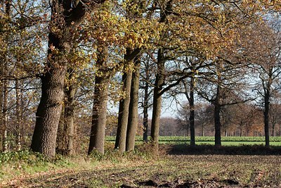 BUITEN BEELD Foto: 190698