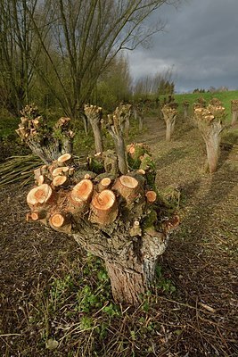 BUITEN BEELD Foto: 191068