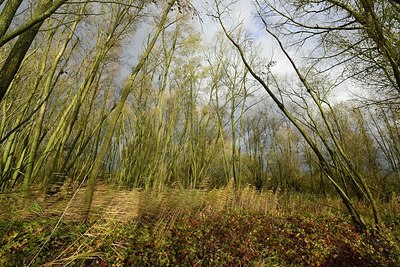 BUITEN BEELD Foto: 191072