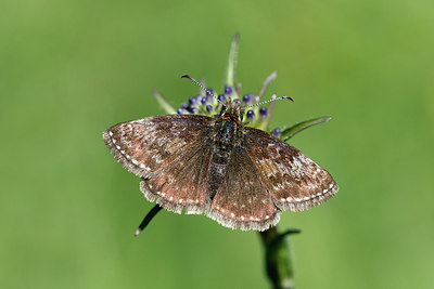 BUITEN BEELD Foto: 192020