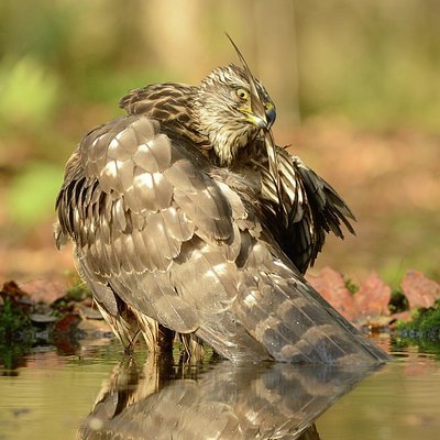 BUITEN BEELD Foto: 192074