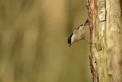 BUITEN BEELD Foto: 192075