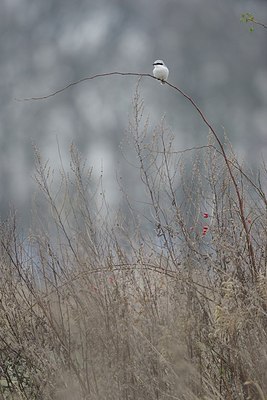 BUITEN BEELD Foto: 192247