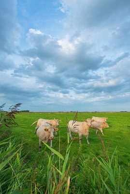 BUITEN BEELD Foto: 192285