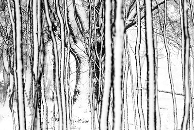 BUITEN BEELD Foto: 192382