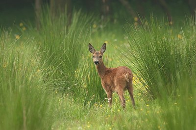 BUITEN BEELD Foto: 192561