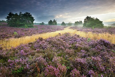 BUITEN BEELD Foto: 192786