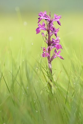 BUITEN BEELD Foto: 193082