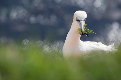 BUITEN BEELD Foto: 193242