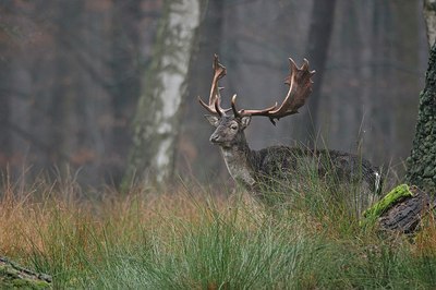 BUITEN BEELD Foto: 193281