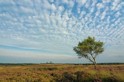 BUITEN BEELD Foto: 193395