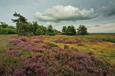 BUITEN BEELD Foto: 193398