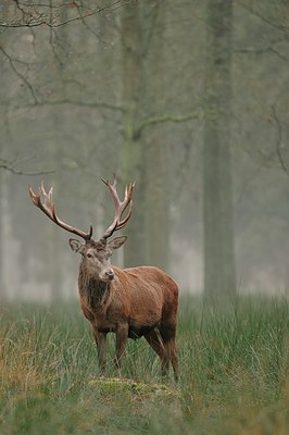 BUITEN BEELD Foto: 193428