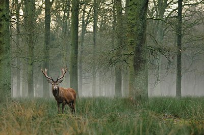 BUITEN BEELD Foto: 193429