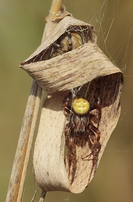 BUITEN BEELD Foto: 193472