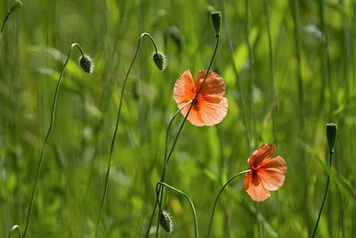 BUITEN BEELD Foto: 193614