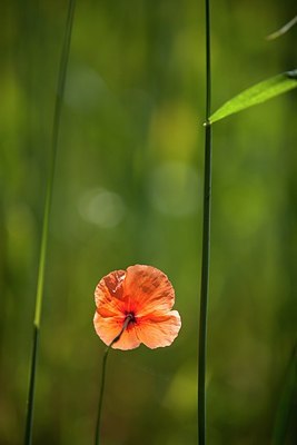 BUITEN BEELD Foto: 193615