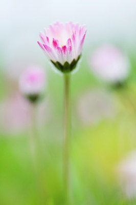 BUITEN BEELD Foto: 193650