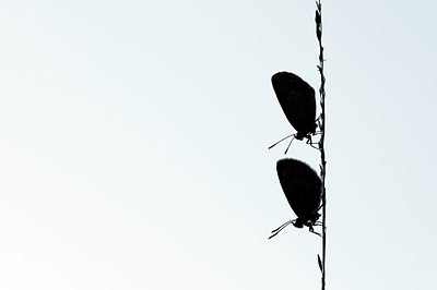 BUITEN BEELD Foto: 193821