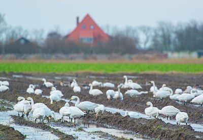 BUITEN BEELD Foto: 194315