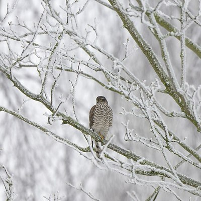 BUITEN BEELD Foto: 194659