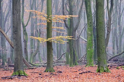 BUITEN BEELD Foto: 194730